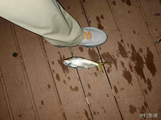 斑鰶钓获 0.4kg
