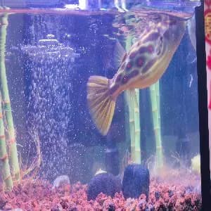 阿拉伯鲀钓获 0.1kg