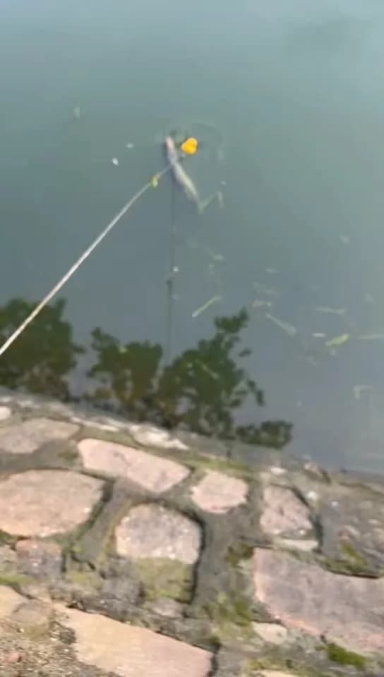 翘嘴鲌钓获 3kg