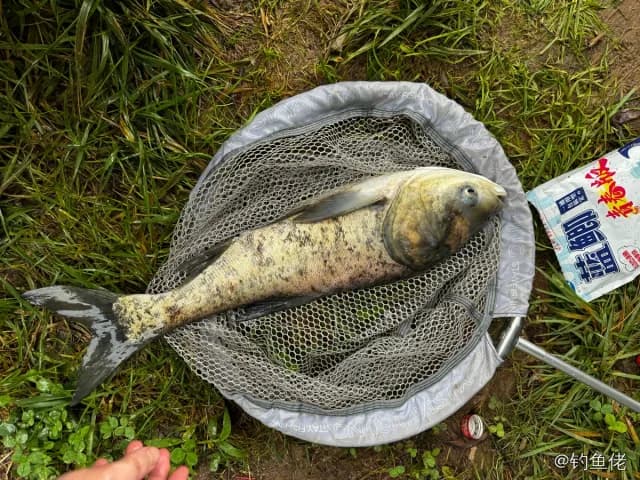 鳙鱼钓获 2.3kg