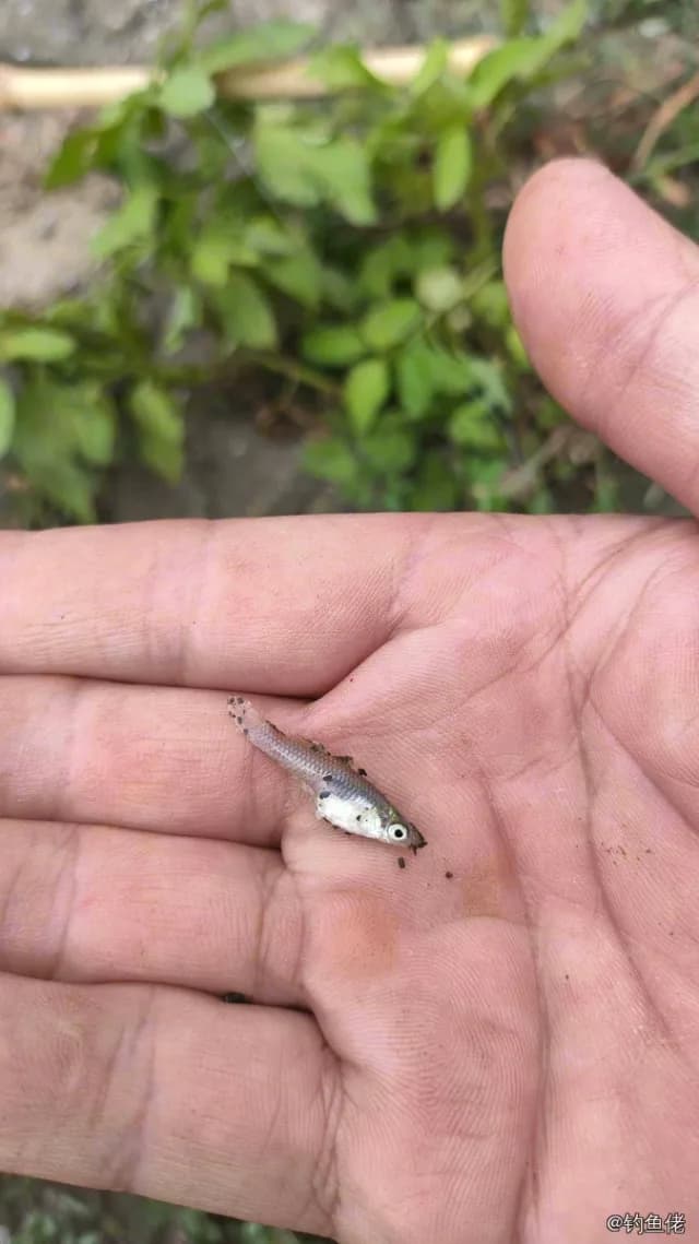 食蚊鱼钓获 0.1kg