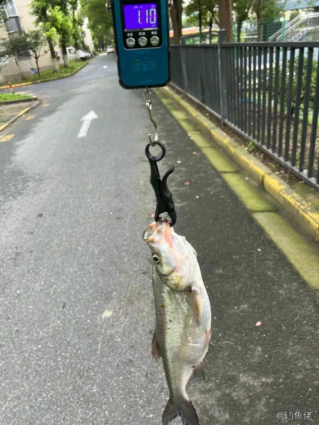 翘嘴鲌钓获 1.1kg