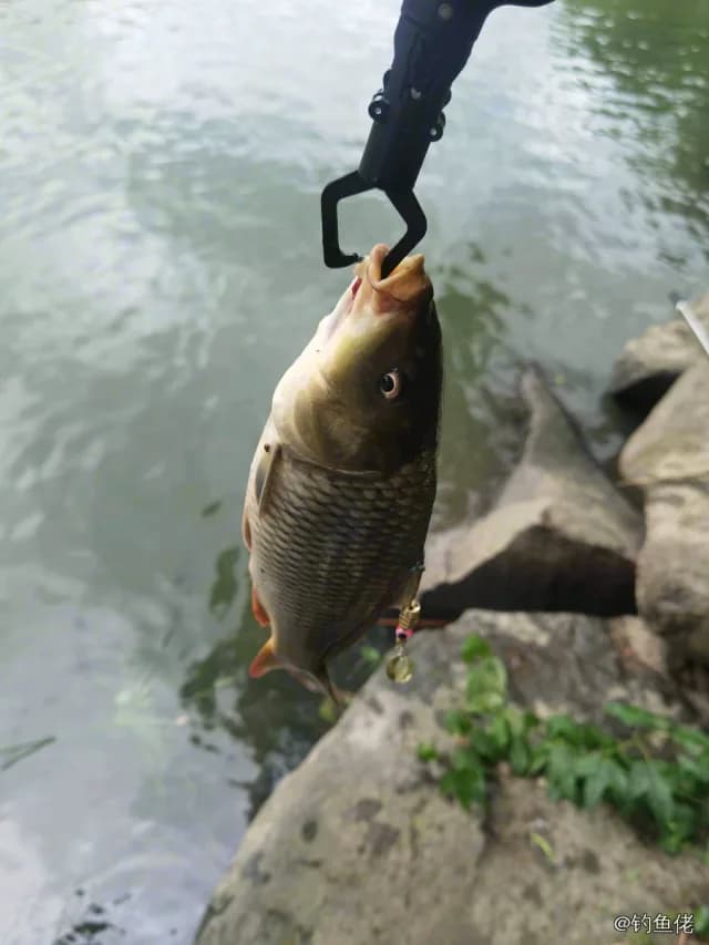 鲤鱼钓获 1kg