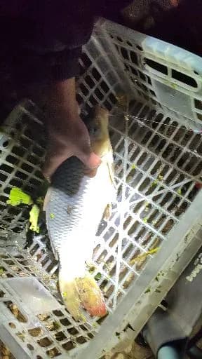 鞍斑双锯鱼钓获 郑州市 0.01kg