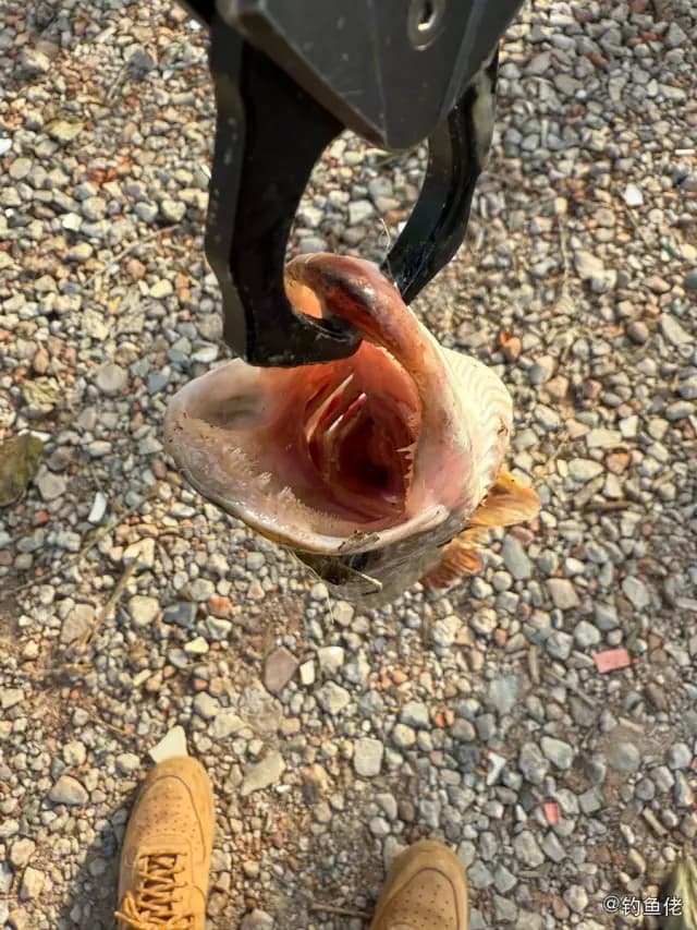 白斑狗鱼钓获 北京市 3kg