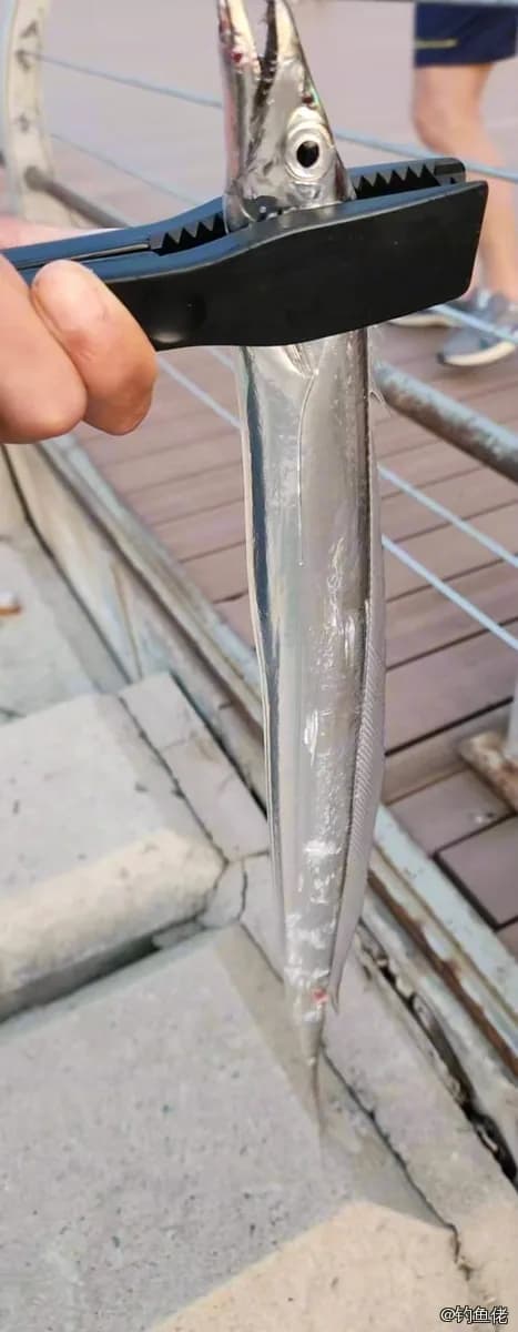 白带鱼钓获 大连市 1kg