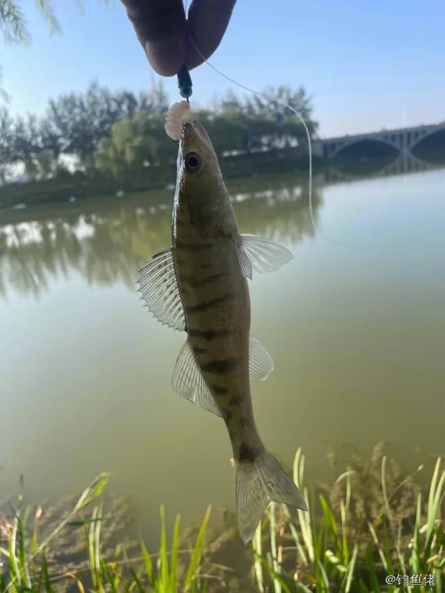 白梭吻鲈钓获 银川市 0.1kg