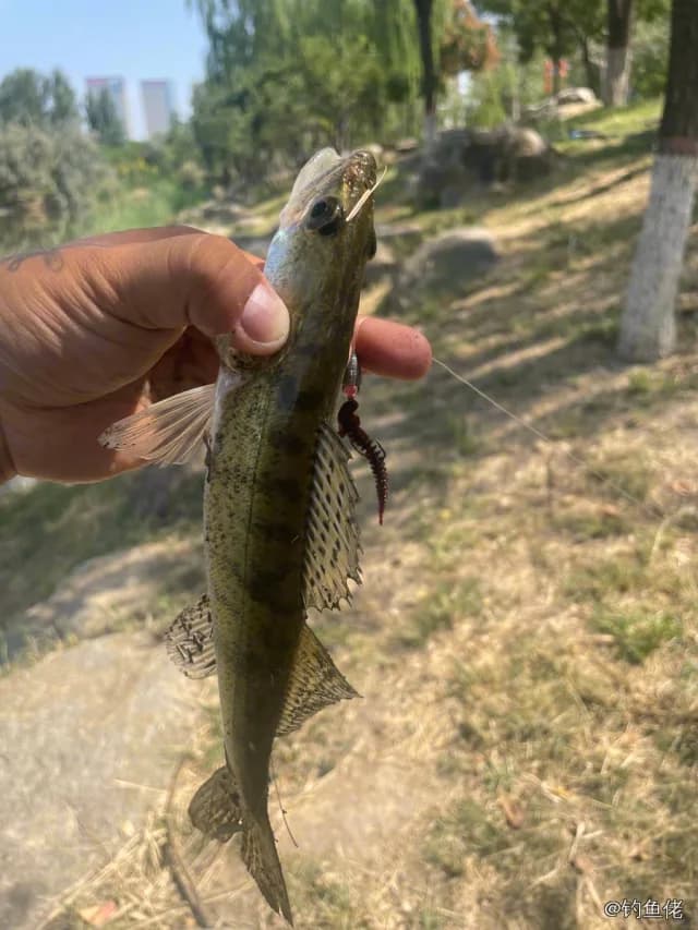 白梭吻鲈钓获 银川市 0.3kg