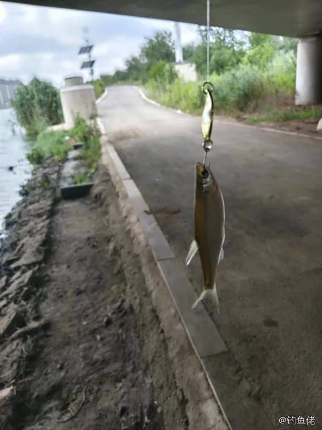 白条钓获 青岛市 0.03kg