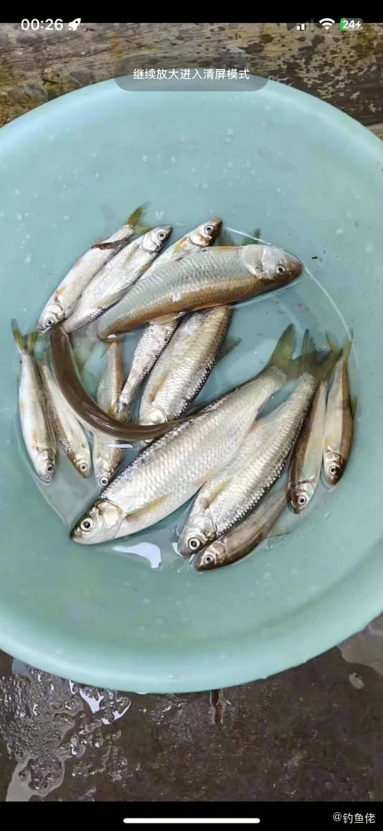白条钓获 揭阳市 1.2kg