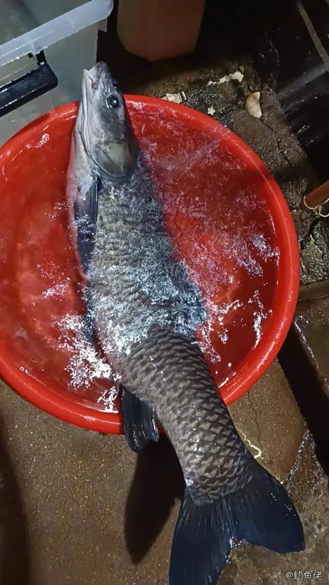 白条双锯鱼钓获 台州市 0.1kg