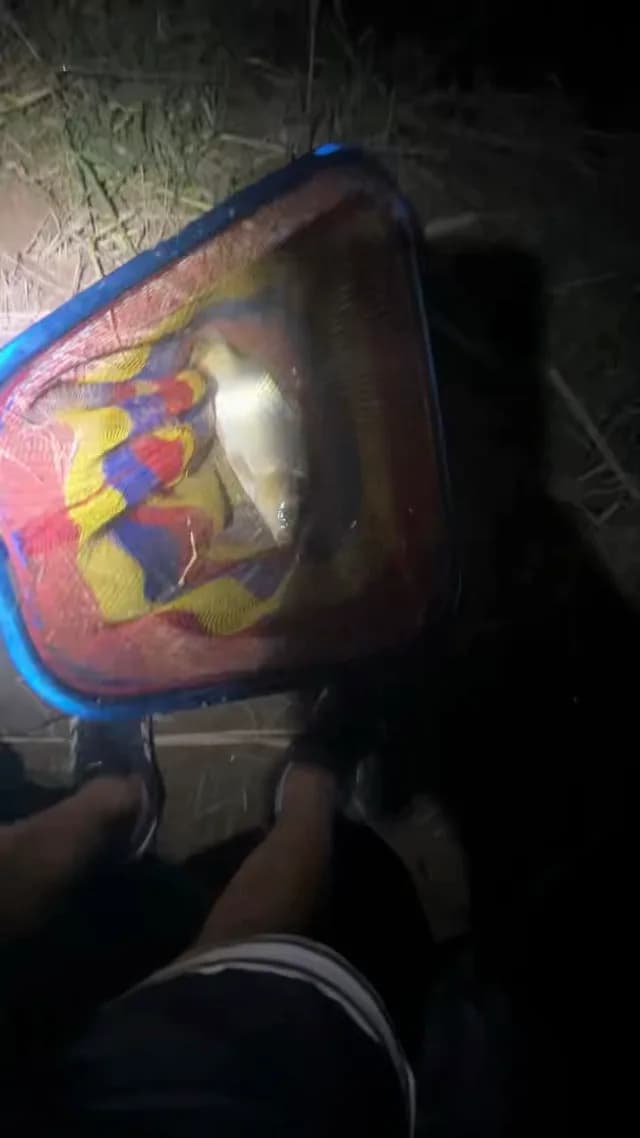 白条双锯鱼钓获 德州市 0.1kg