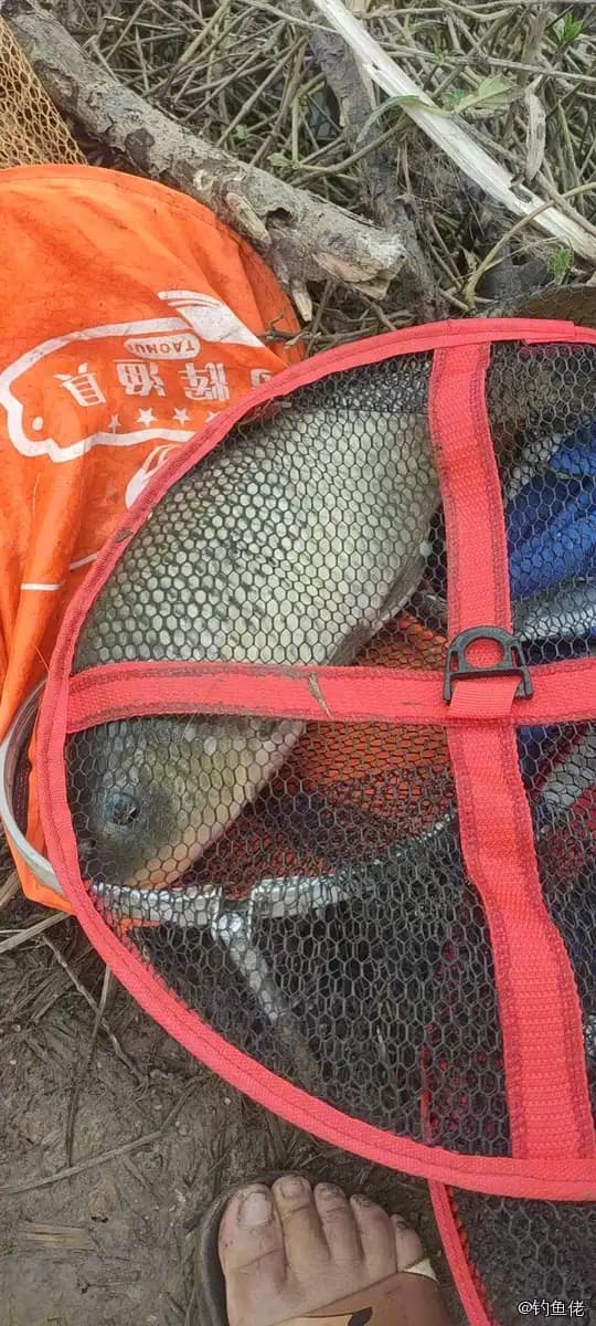 白条双锯鱼钓获 合肥市 0.1kg