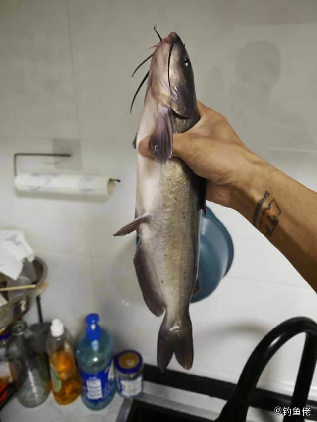 斑点叉尾鮰钓获 酒泉市 1.2kg
