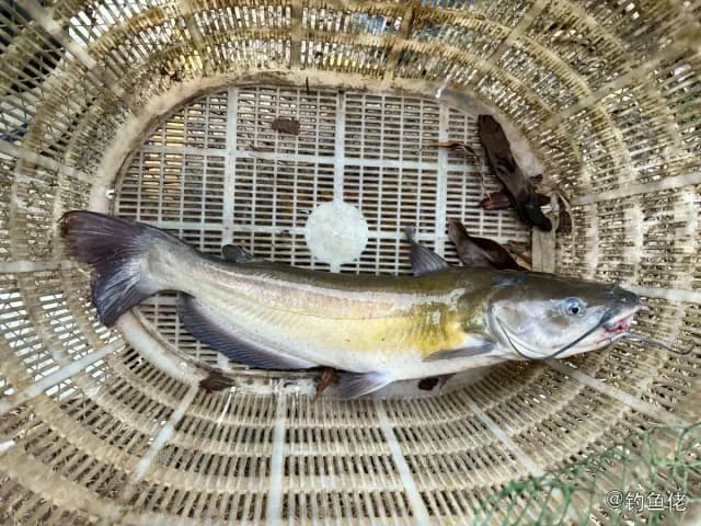 斑点叉尾鮰钓获 广州市 5kg