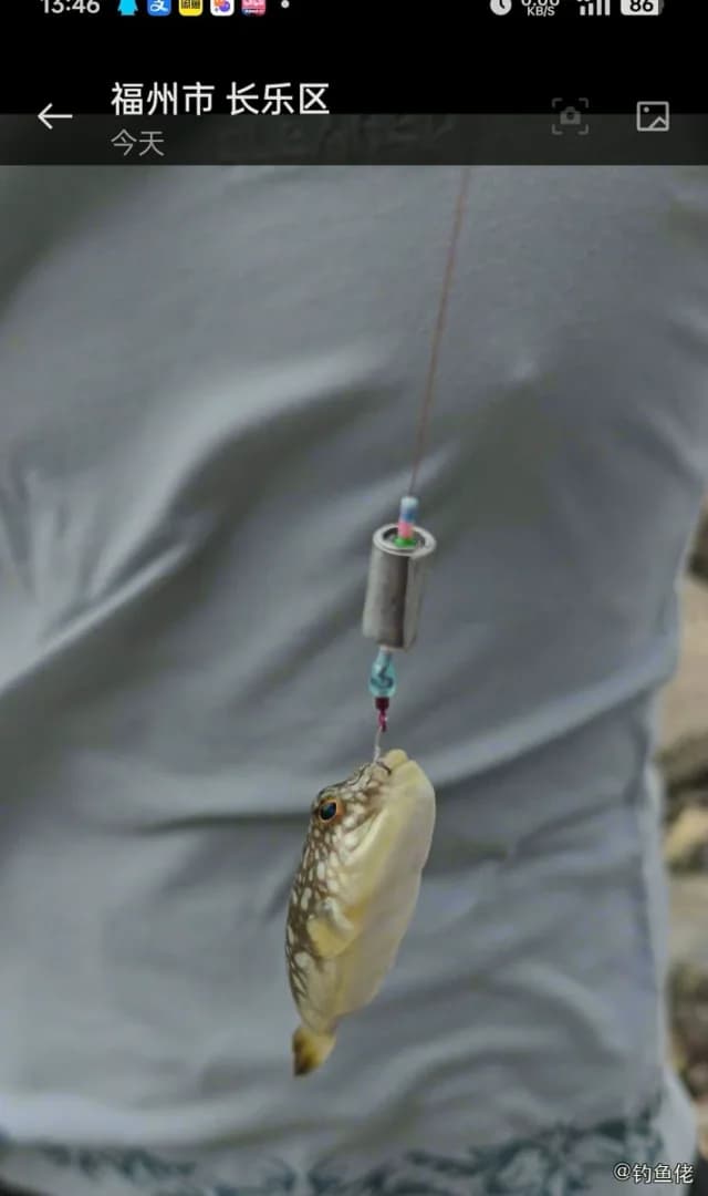 斑点多纪鲀钓获 福州市 0.16kg