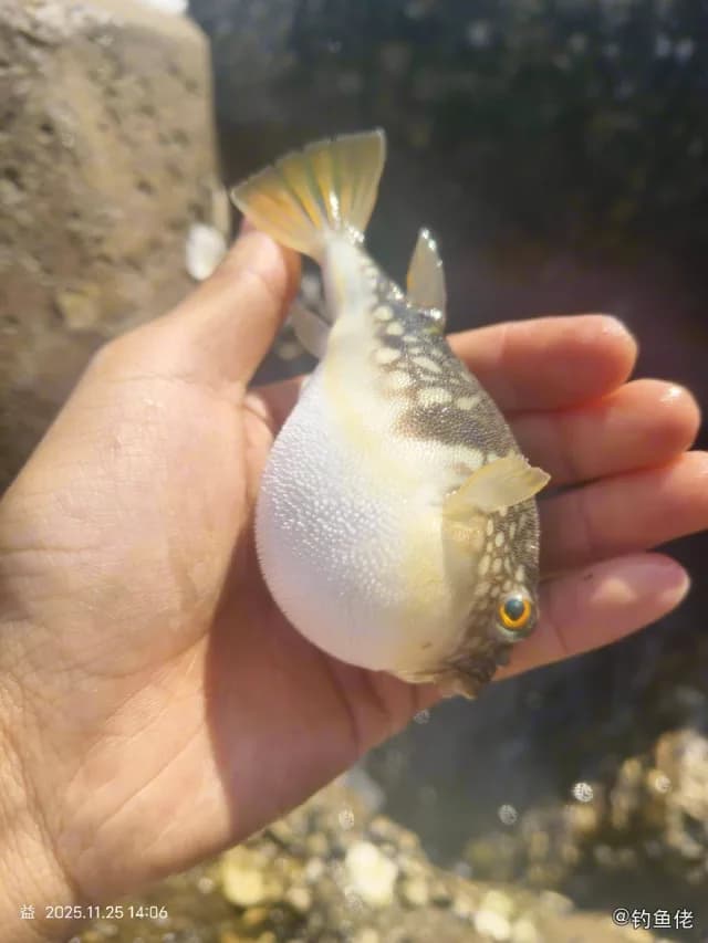 斑点多纪鲀钓获 钦州市 0.16kg
