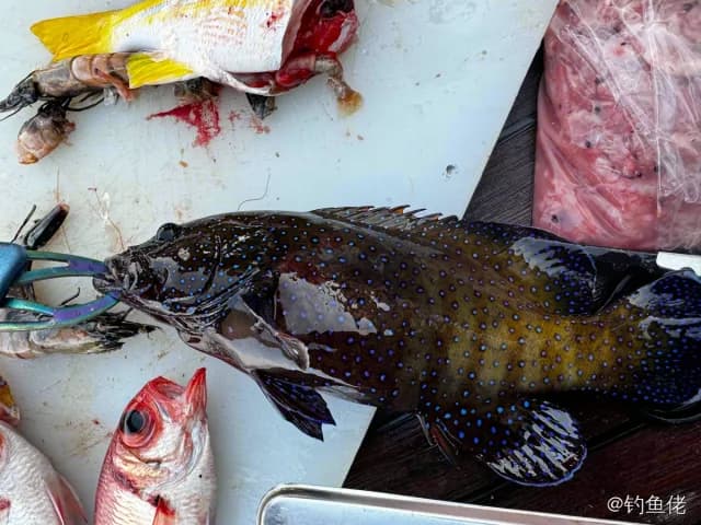 斑点九棘鲈钓获 中华人民共和国 0.2kg