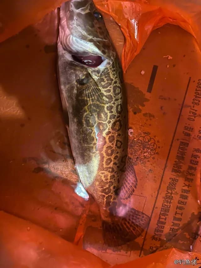 斑鳜钓获 南昌市 1kg