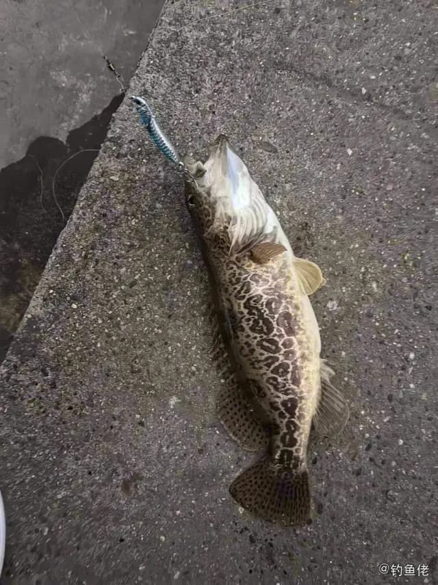 斑鳜钓获 上饶市 0.8kg