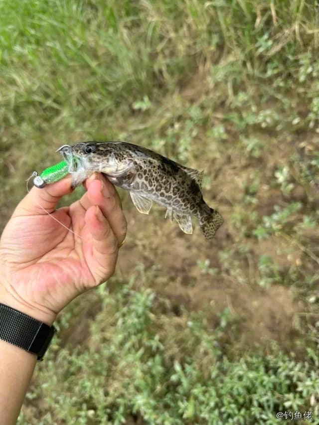 斑鳜钓获 湘西土家族苗族自治州 1kg