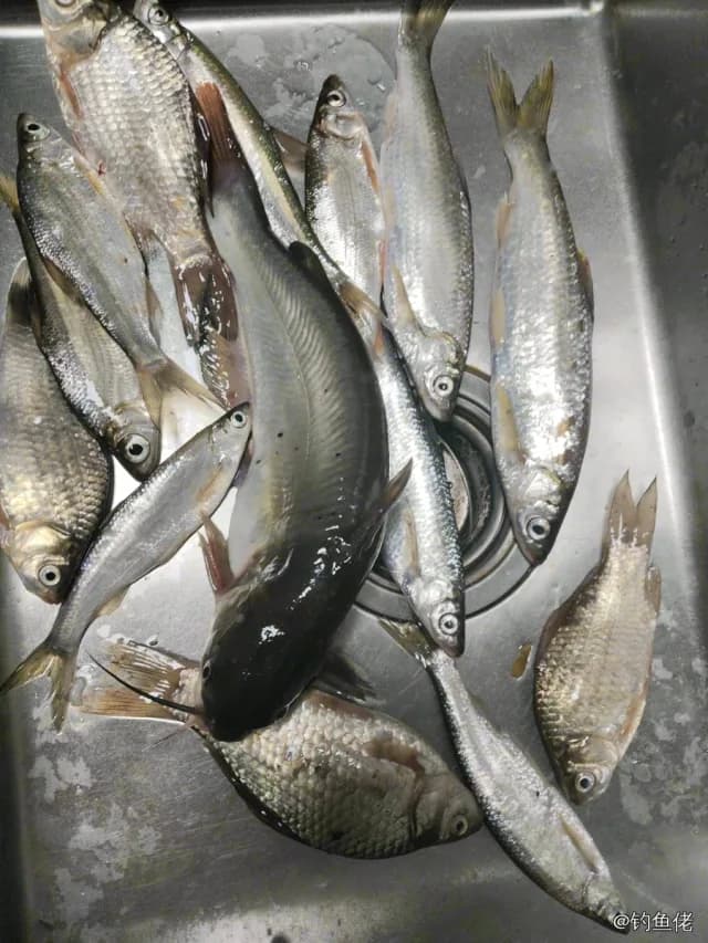 斑鰶钓获 丽水市 0.03kg