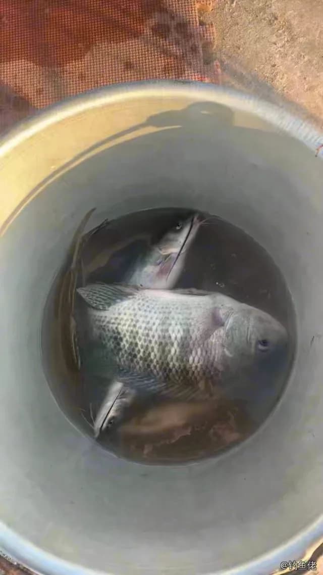 斑鱾钓获 钦州市 0.6kg