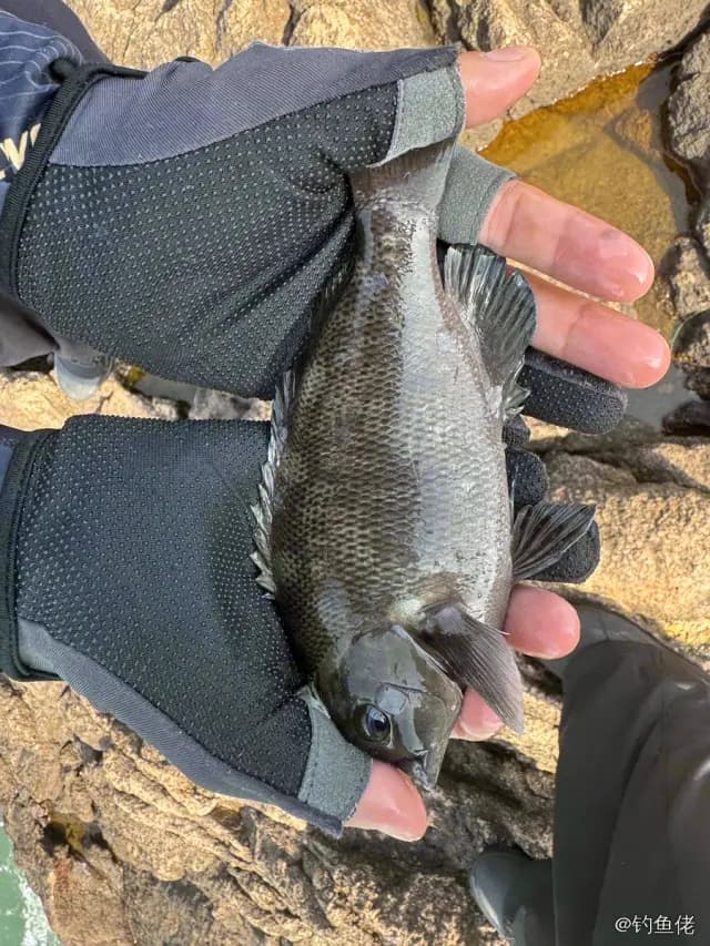 斑鱾钓获 中华人民共和国 0.2kg