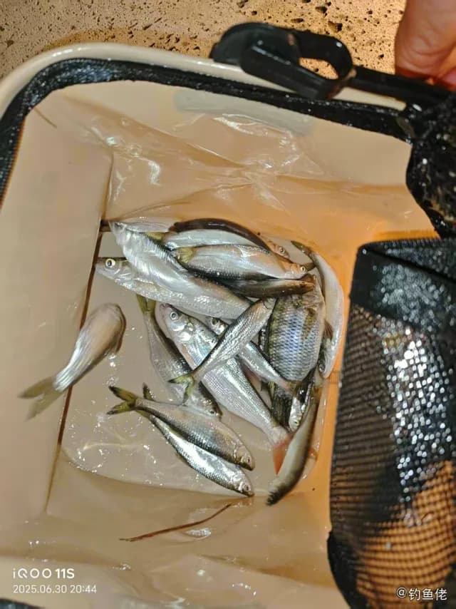 斑鰶钓获 宜宾市 0.4kg