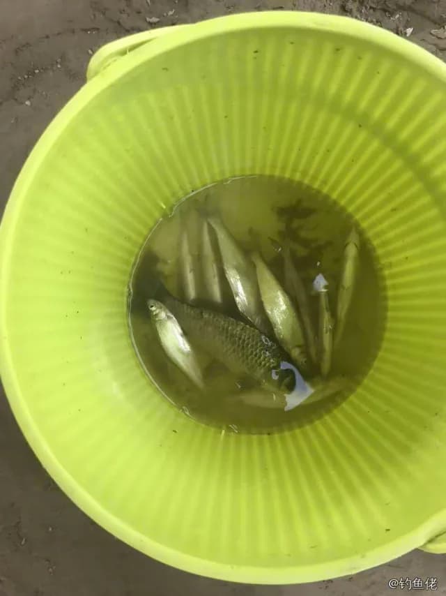 斑马鿕钓获 廊坊市 4kg