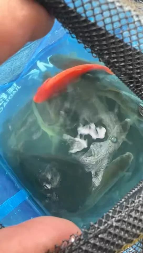 斑马鿕钓获 沈阳市 
