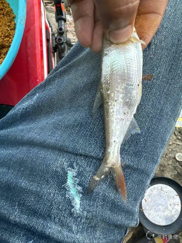 斑马鿕钓获 怀化市 0.3kg