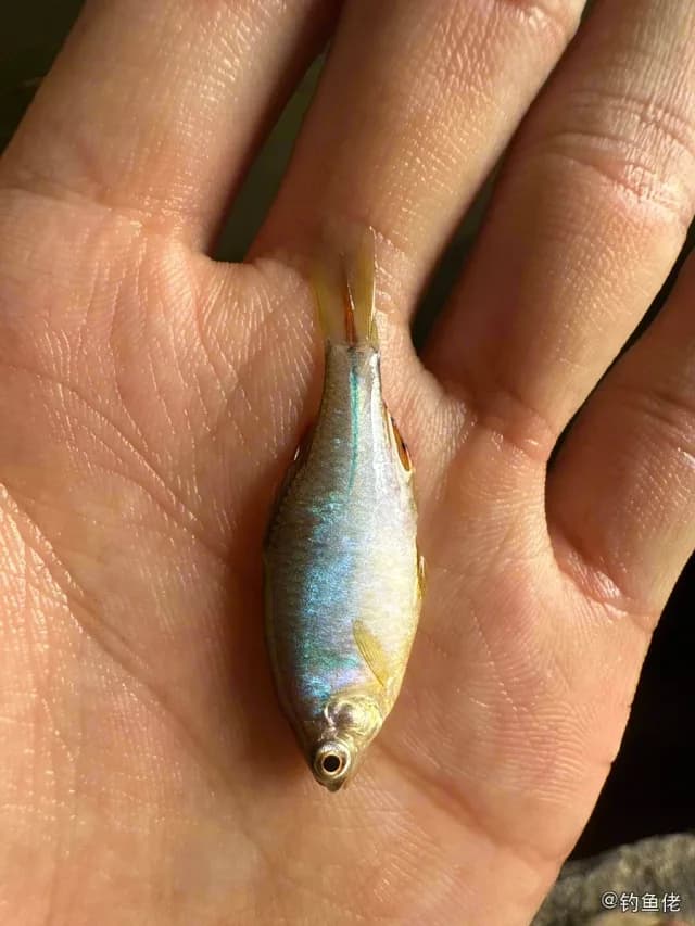 斑马鿕钓获 绍兴市 