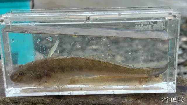 斑纹舌虾虎鱼钓获 上海市 0.2kg