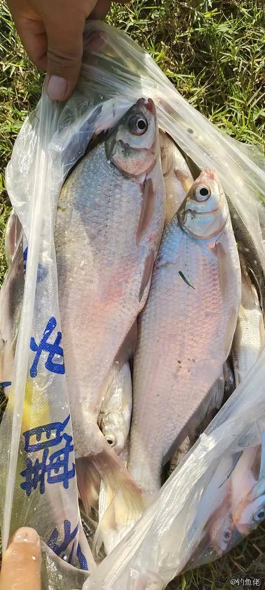 鳊鱼钓获 淮南市 0.5kg