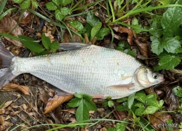 鳊鱼钓获 杭州市 0.8kg