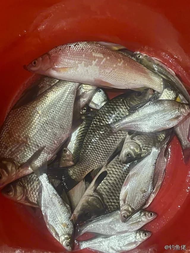 鳊鱼钓获 荆州市 0.5kg