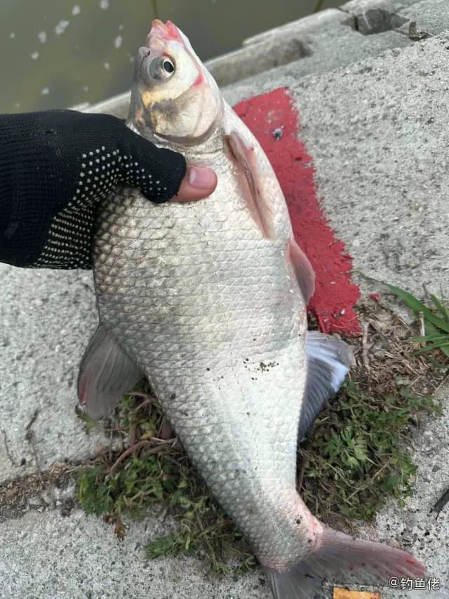 鳊鱼钓获 合肥市 1.2kg