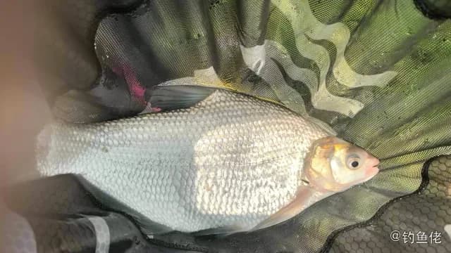 鳊鱼钓获 合肥市 1kg