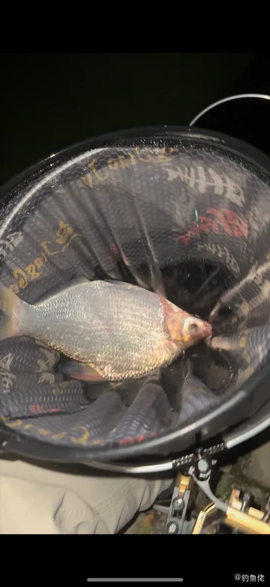 鳊鱼钓获 常州市 0.5kg