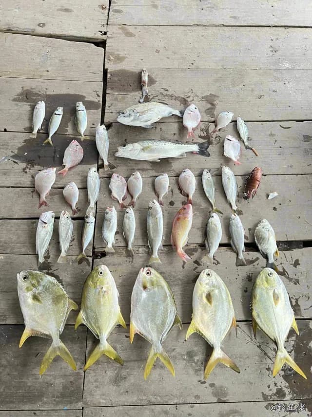 布氏鲳鲹钓获 南宁市 0.5kg