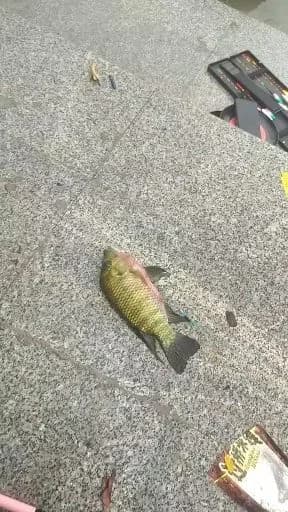 叉纹蝴蝶鱼钓获 合肥市 0.1kg