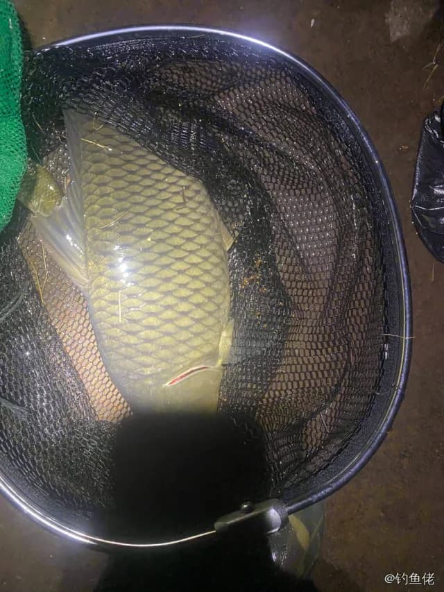 叉纹蝴蝶鱼钓获 安顺市 0.1kg