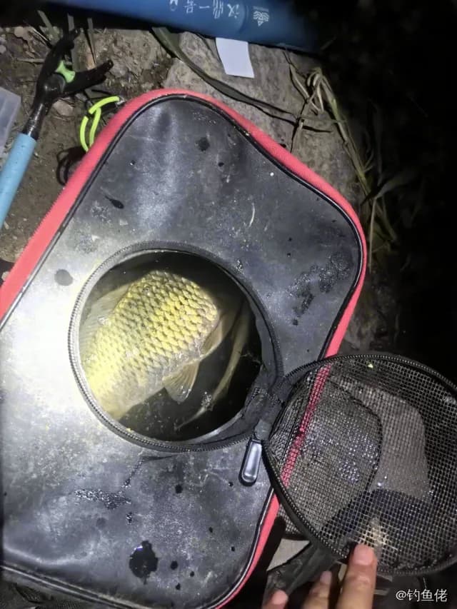 叉纹蝴蝶鱼钓获 济南市 0.5kg