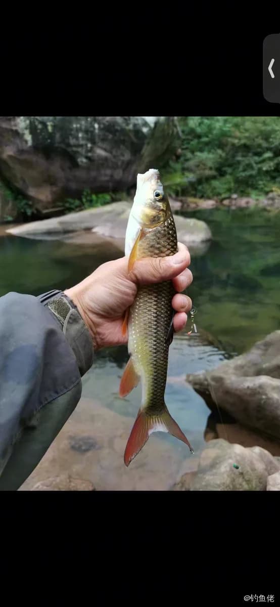 赤鼻棱鳀钓获 上海市 0.8kg