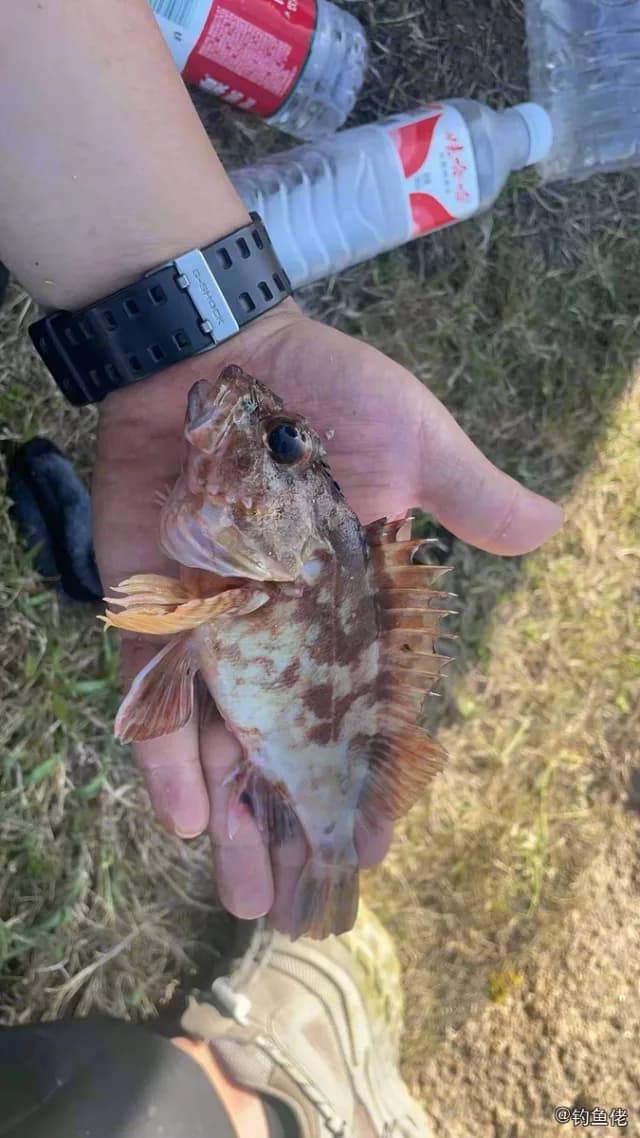 赤点石斑鱼钓获 温州市 0.3kg
