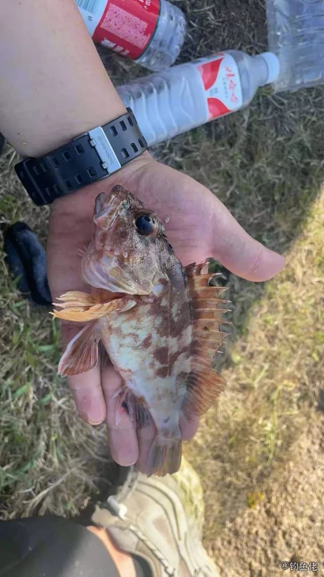 赤点石斑鱼钓获 温州市 0.3kg