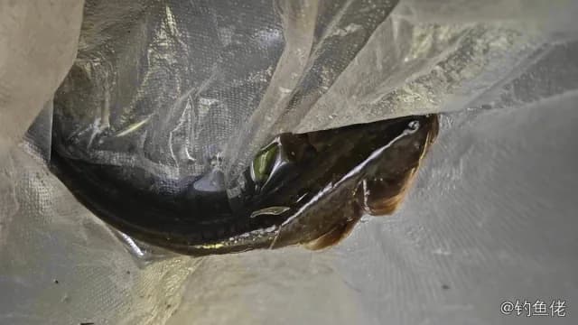 赤魟钓获 昆明市 0.3kg
