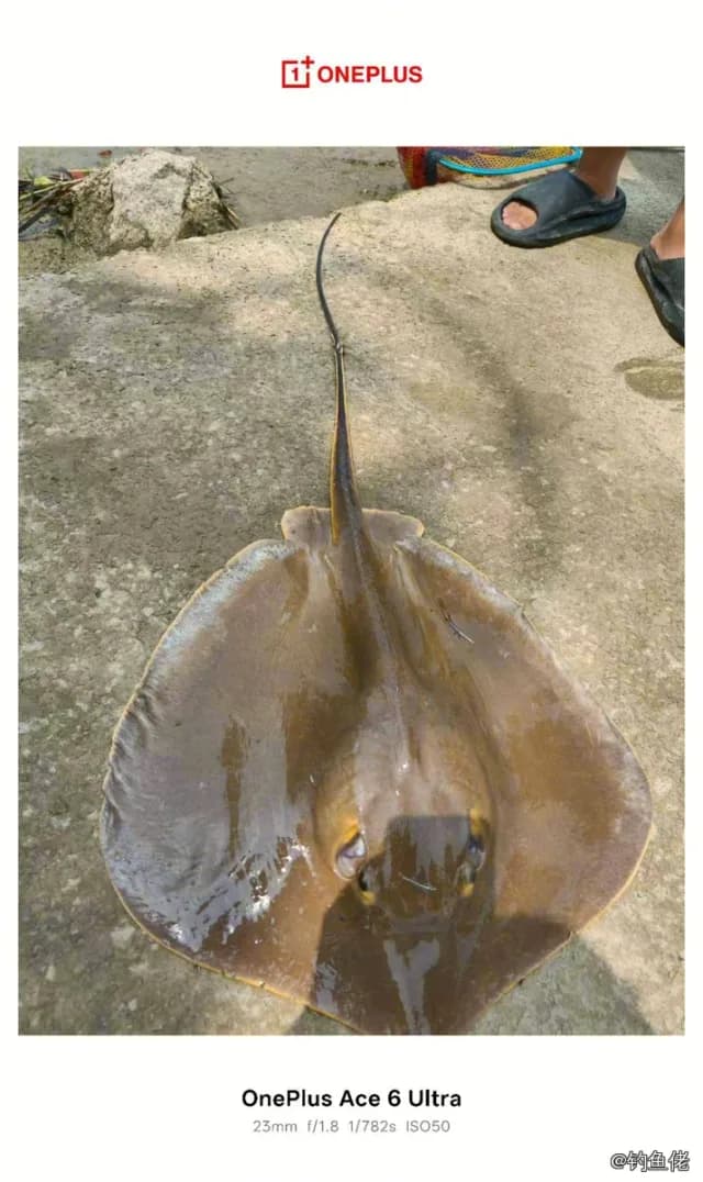 赤魟钓获 江门市 7.5kg