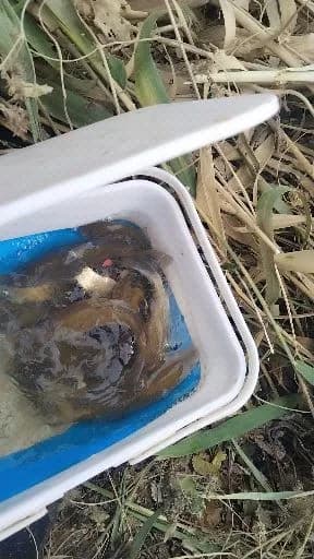 赤魟钓获 南阳市 10kg
